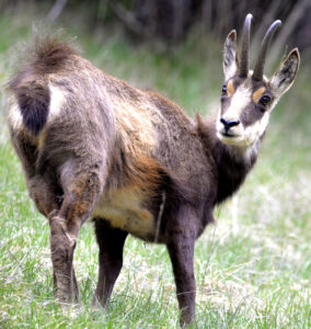 chamois Vercors parc naturem