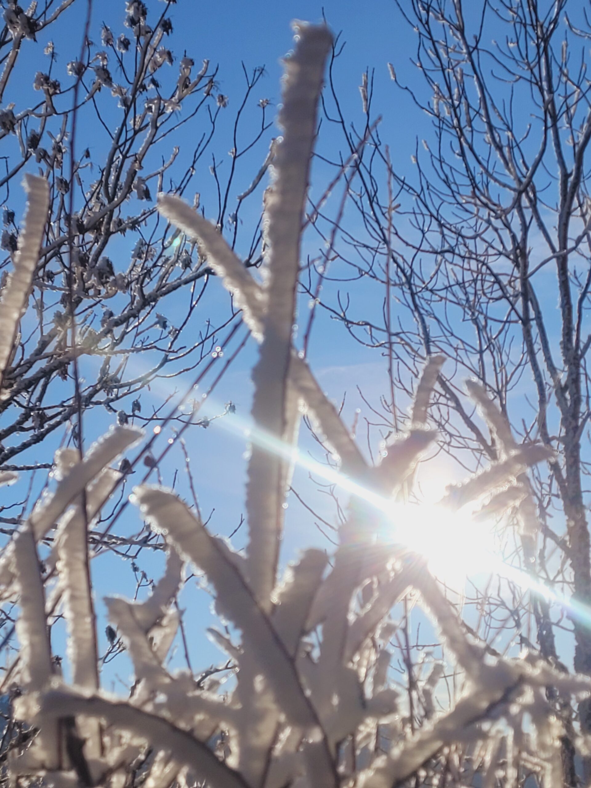 Le printemps en transparence. Hiver 2026 Vercors randonnée