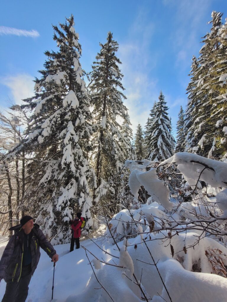 neige lourde sur les epiceas Vercors Randonnée 