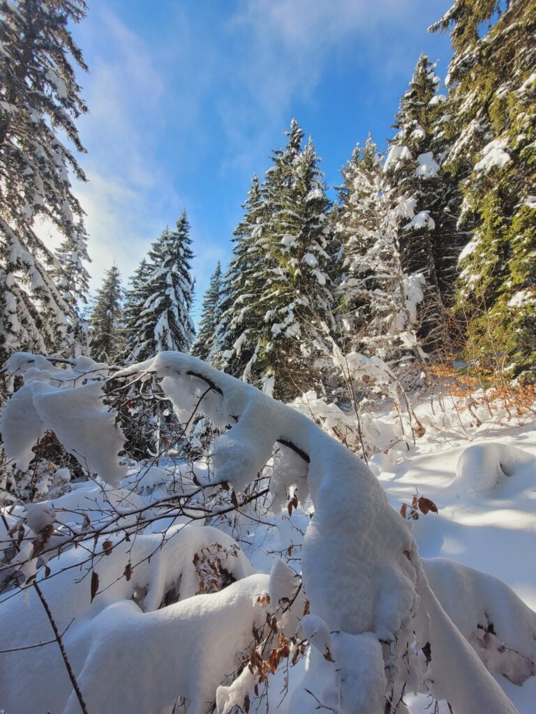 Neige abondant cet hiver 2025-26 Vercors Randonnée 