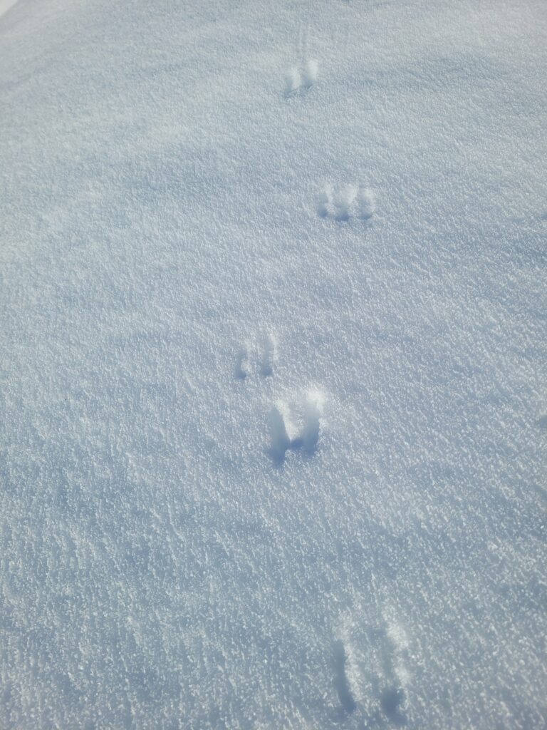 trace de chamois verors randonnée