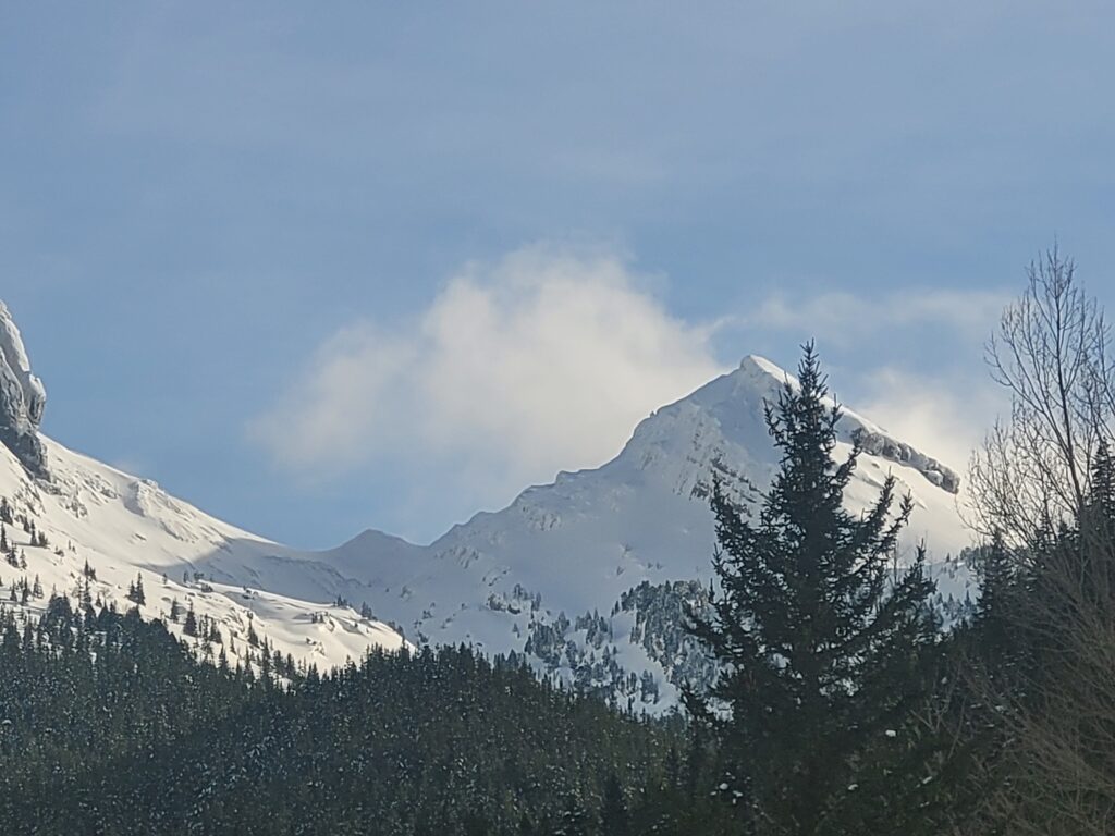 la grande Moucherolle sous la neige hiver 2026