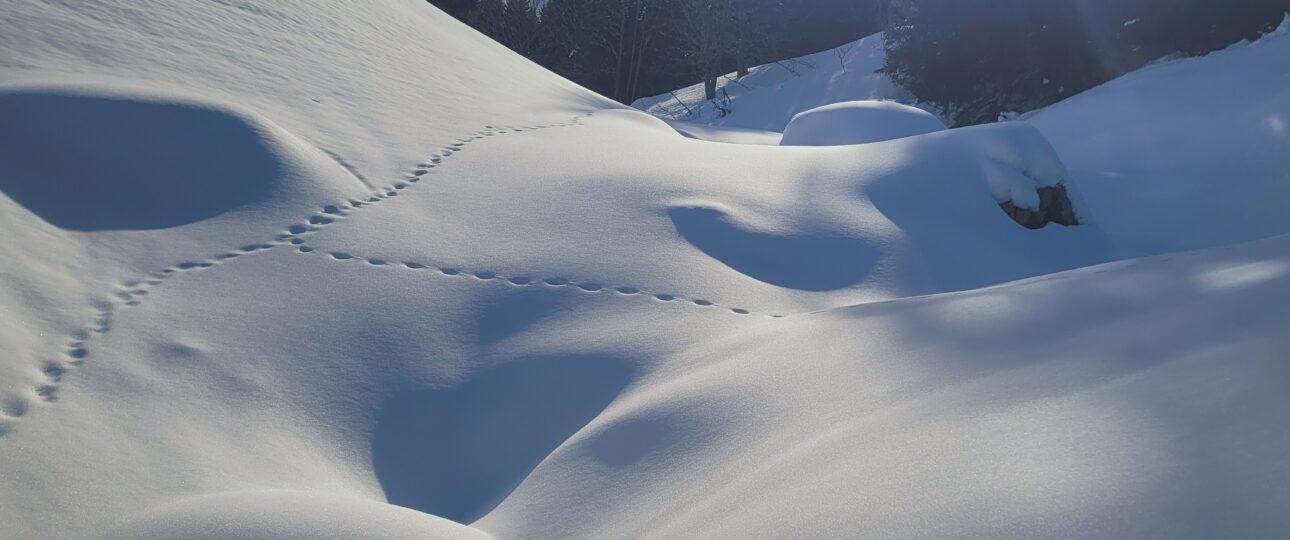 paysage de neige hiver 2026 Vercors Randonnée