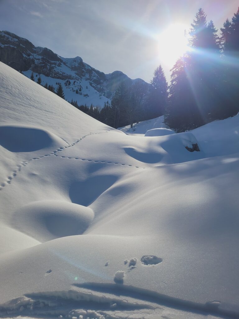 Paysage de neige sous le sentier Peyronnard Vercors randonnée 2026