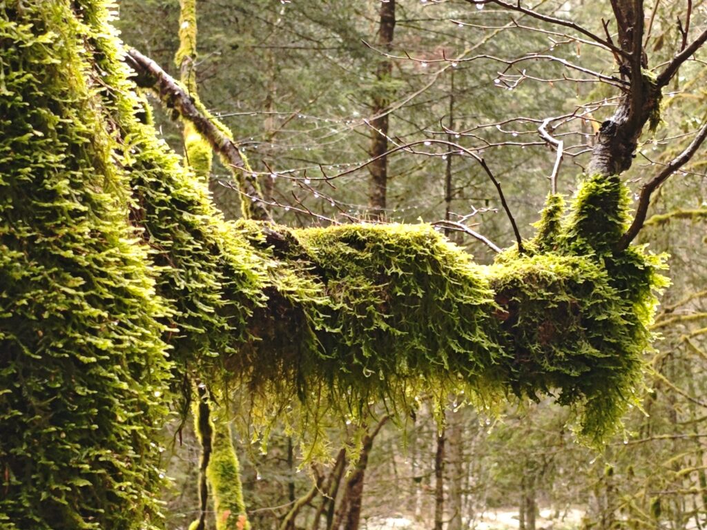 Ambiance moussue, gorges du Bruyant saturé en humidité, arbres vivants Vercors randonnée