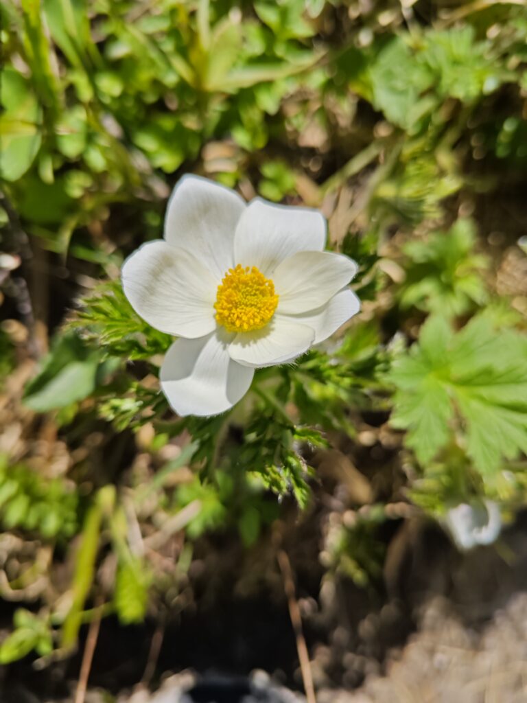 Flore du Vercors séjour Bivouac Vercors